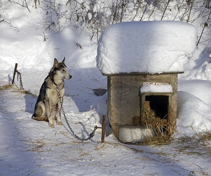 отопление дома для собаки