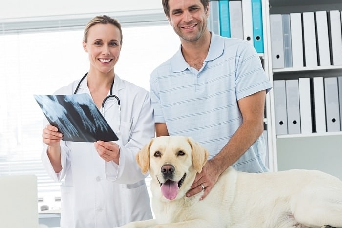 стоимость рентгена для собак