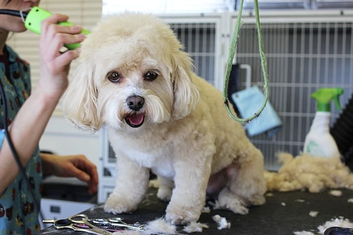 tipping-dog-groomer