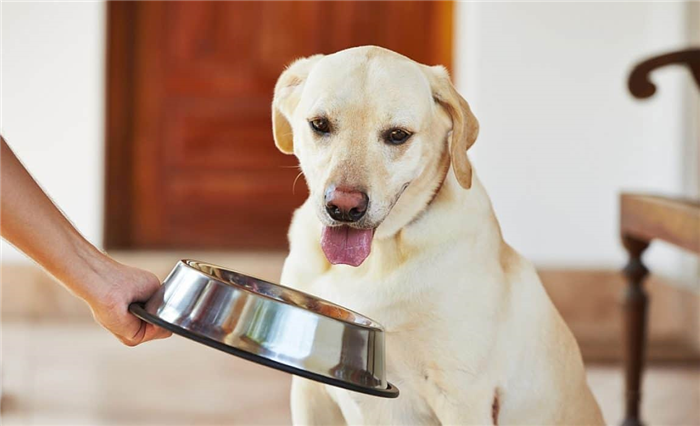 Сколько еды нужно собакам