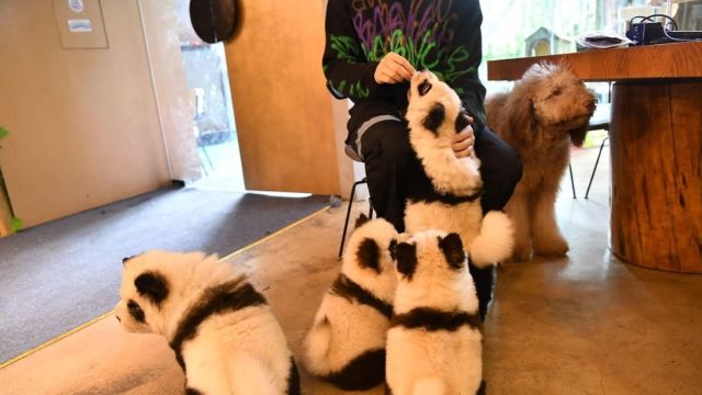 Malovaní psi se v Číně vydávali za pandy