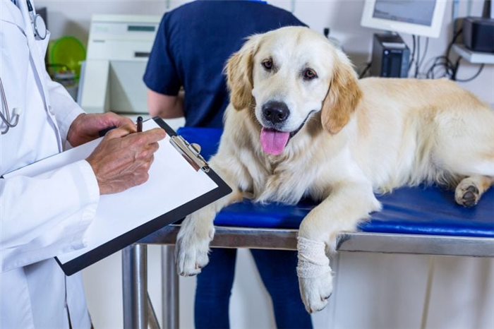 актуальны ли прививки для вашей собаки