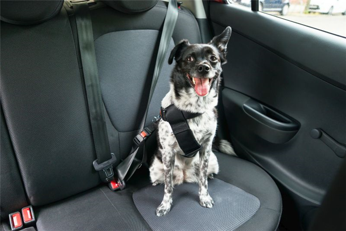 решение проблемы беспокойства собак в машине