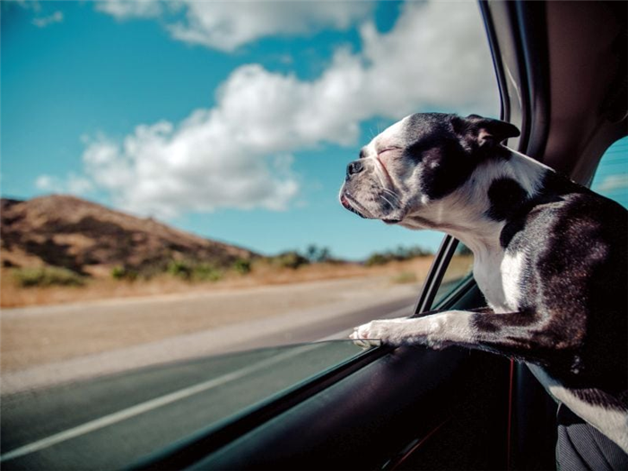 автомобильное окно для собаки 