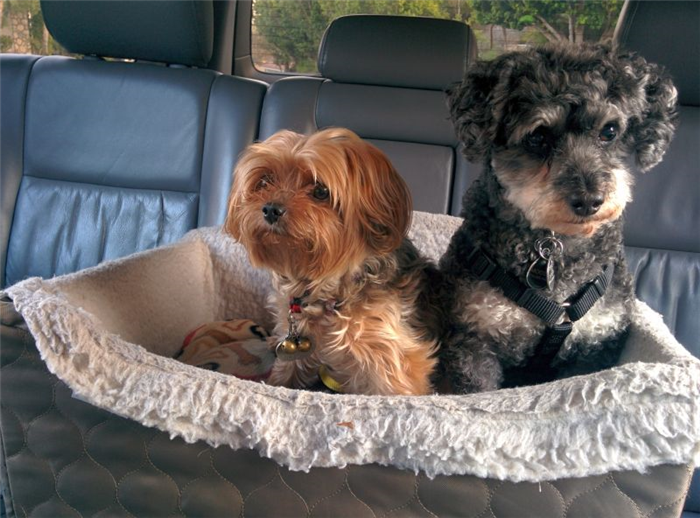 две собаки в машине