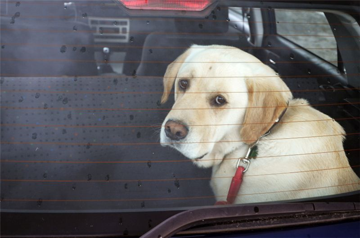 автомобильная тревога у собак