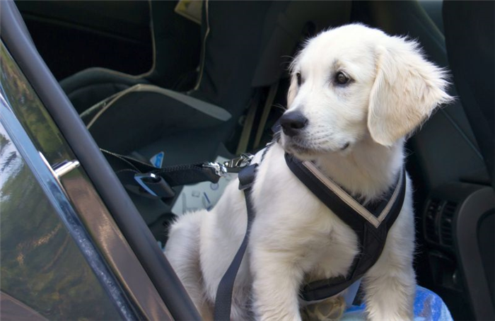 беспокойство собаки в машине