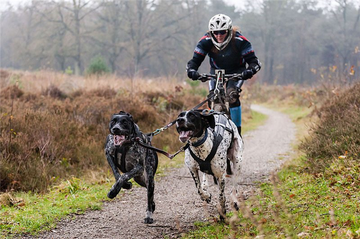 Велоспорт с собакой