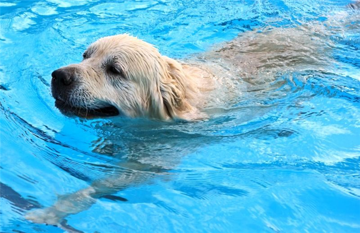 плавание для собак