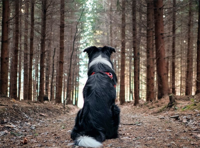 клички деревьев для собак