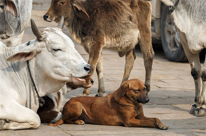Клички собак из Индии