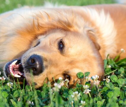 клички собак, означающие счастье