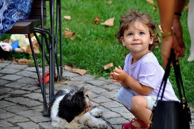 ребенок учится обращаться с собакой