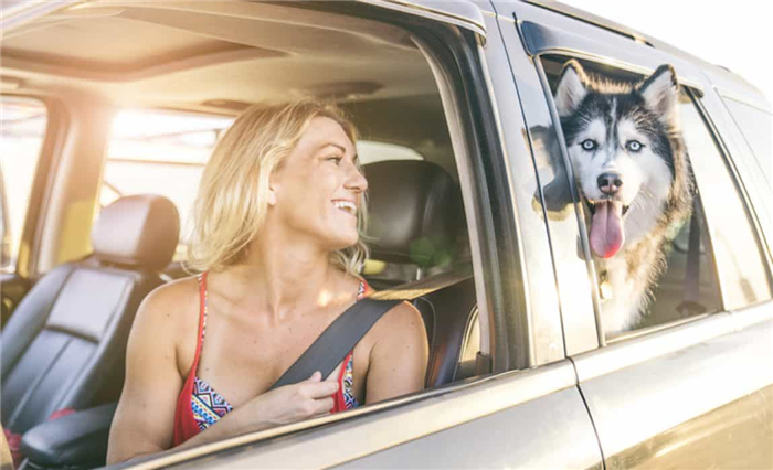 охлаждение собаки в автомобиле
