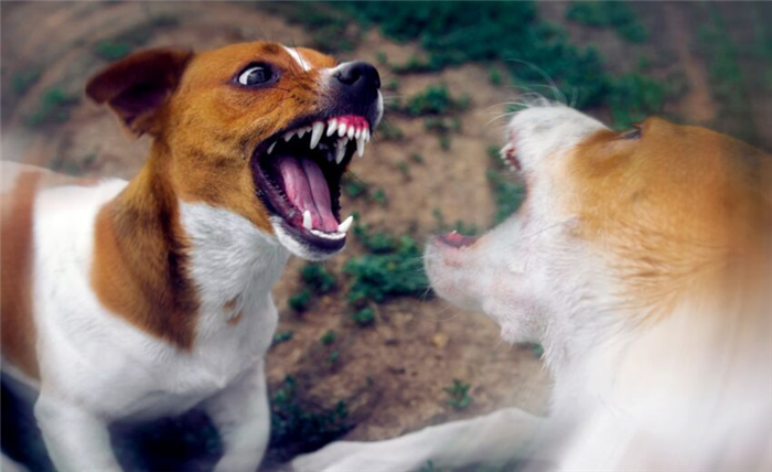 как заставить собак перестать драться