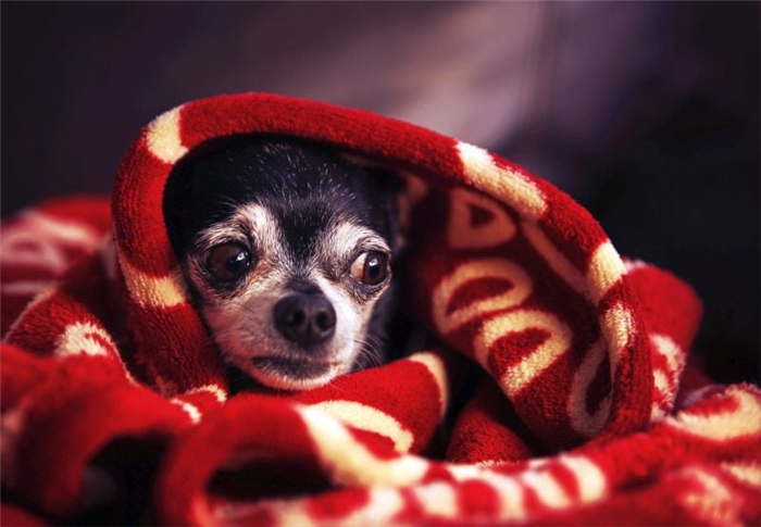 остановить собачью драку одеялом 