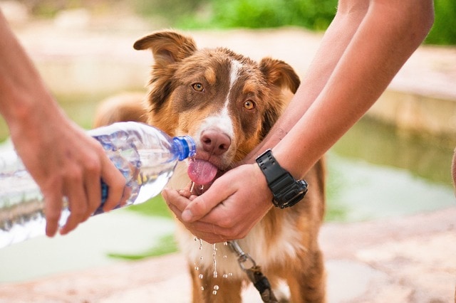 давать собаке воду
