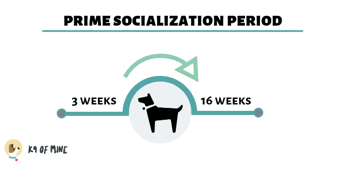график социализации щенков