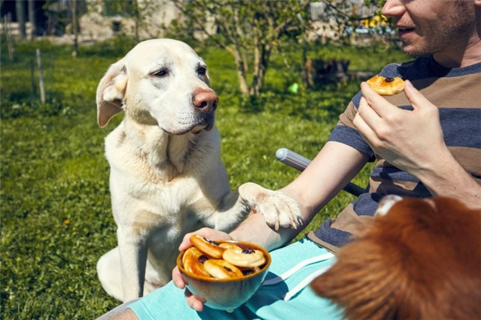 многие собаки выпрашивают еду у людей