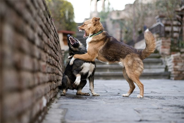 причины агрессии собак