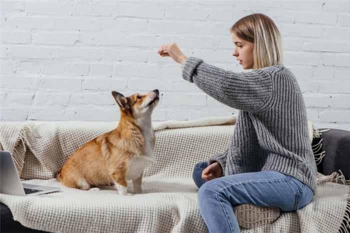как научить собаку не трогать животных