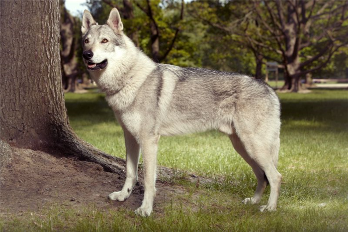 гибрид волка и собаки