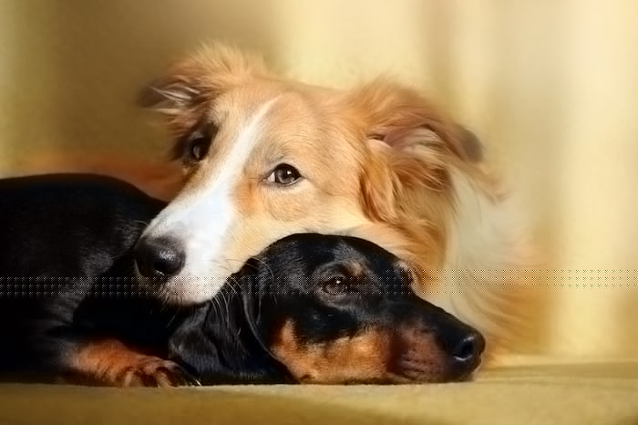 две собаки обнимаются