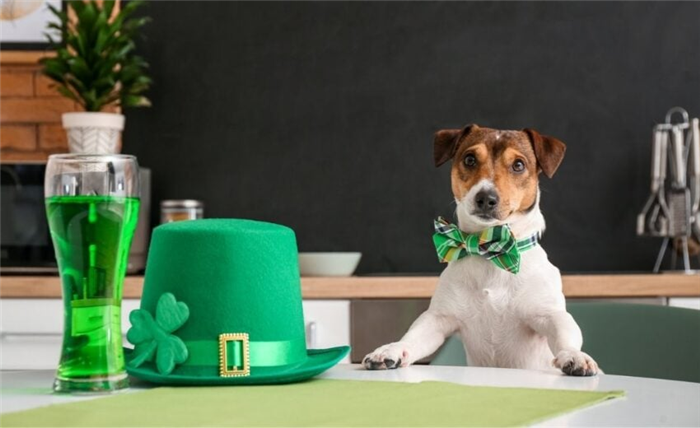 Симпатичная собака в зеленой шляпе и с бокалом пива