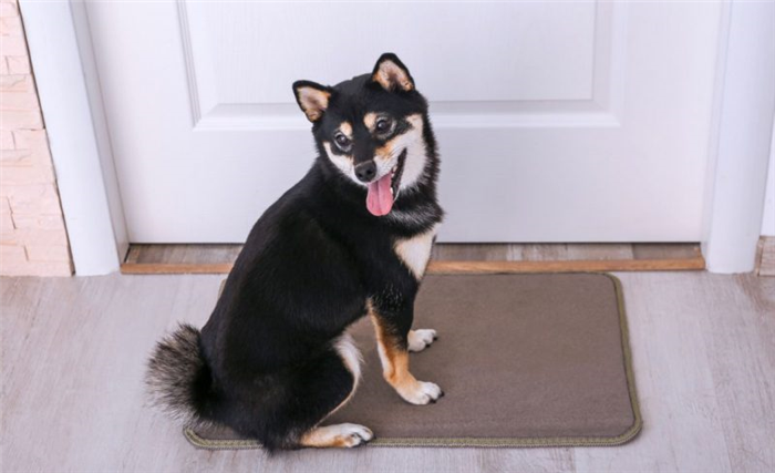 коврик для дрессировки собак