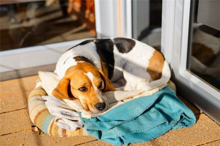 расслабленная собака на коврике
