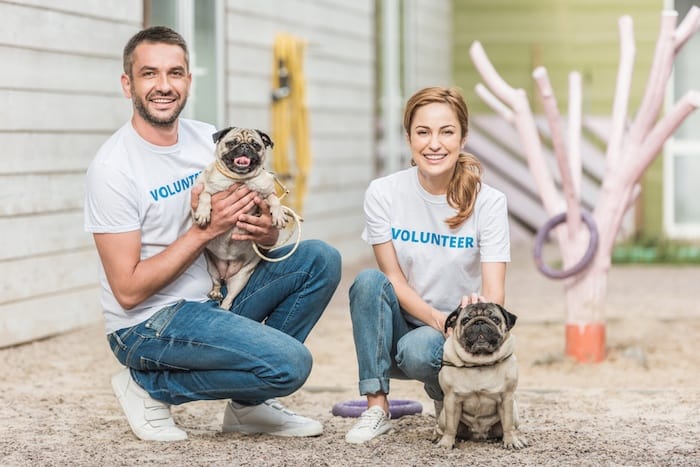 волонтеры приюта для собак