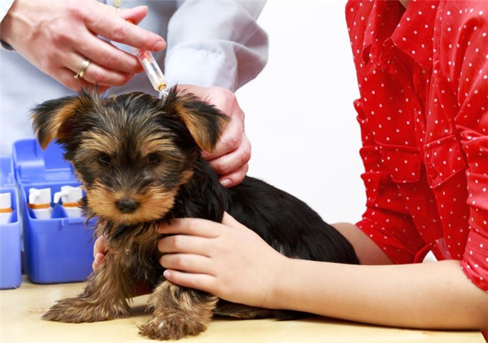 Дешевые вакцины для домашних животных