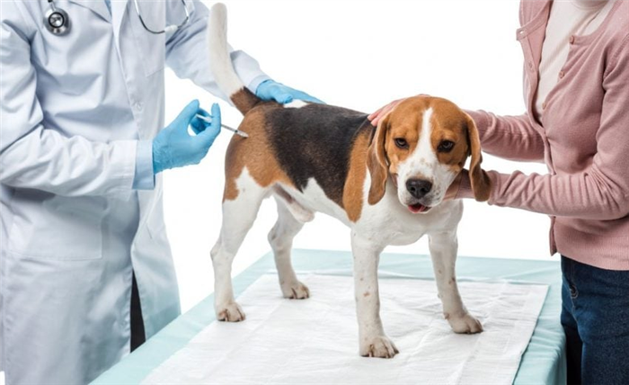 Дешевые вакцины для домашних животных
