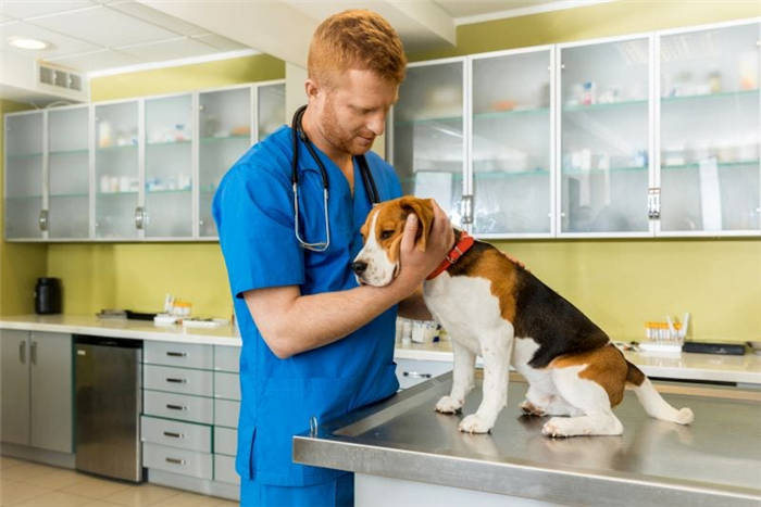 ветеринарная помощь при болезни Лайма у собак