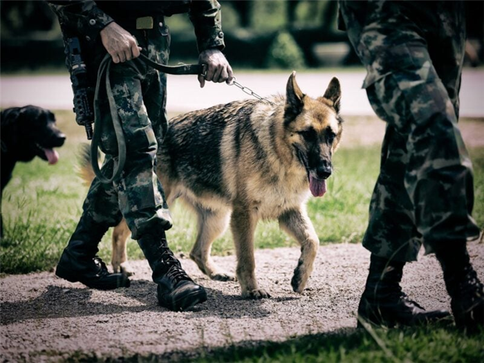 идеи кличек для армейских собак