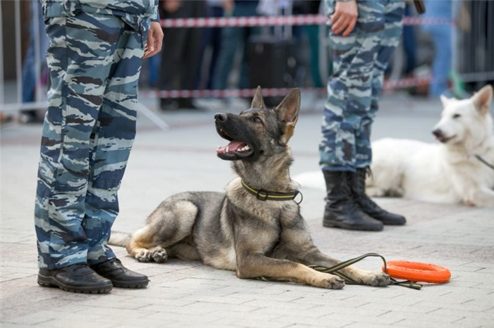 идеи имен для военных собак