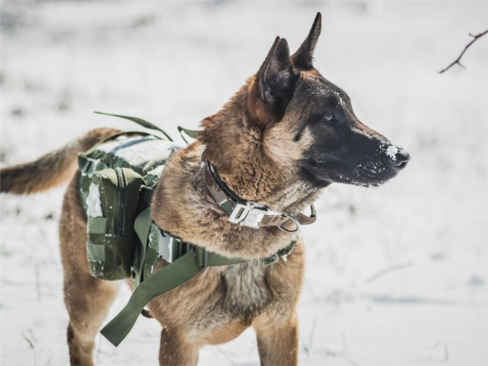 Клички для армейских собак