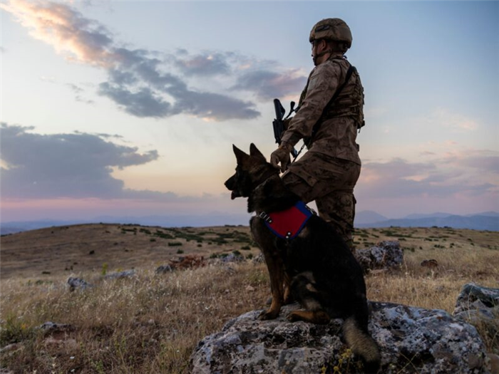 лучшие клички для военных собак