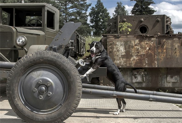 идеи кличек для военных собак