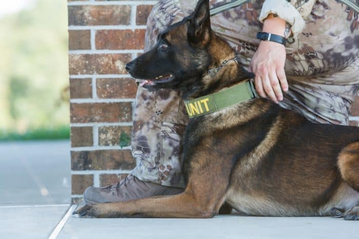 служебная собака военная