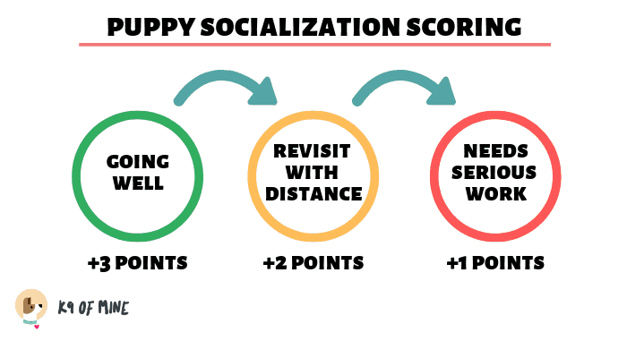 оценка социализации щенков