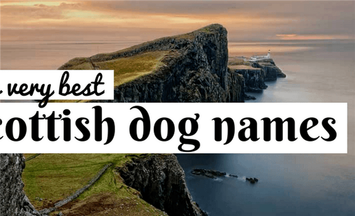 шотландские клички собак