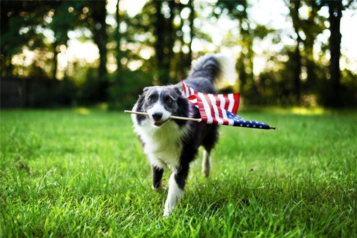 патриотические клички собак