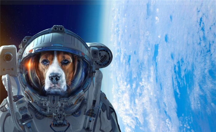 космические клички собак