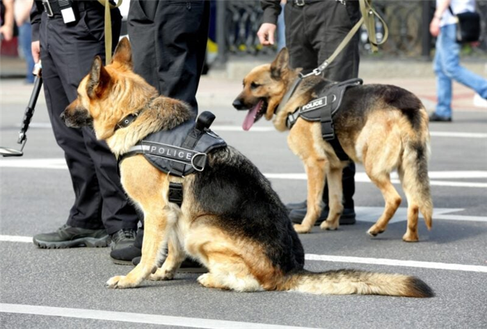 немецкие клички для полицейских собак