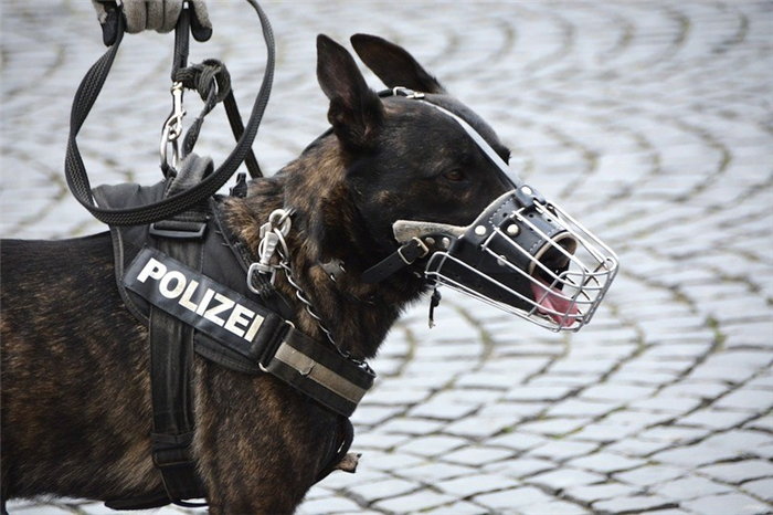 мужские имена для полицейских собак