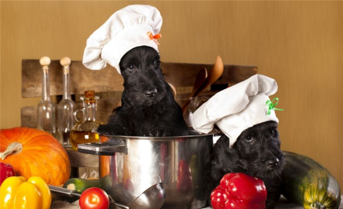 домашние рецепты для собак