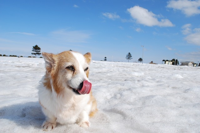 собака лижет лёд