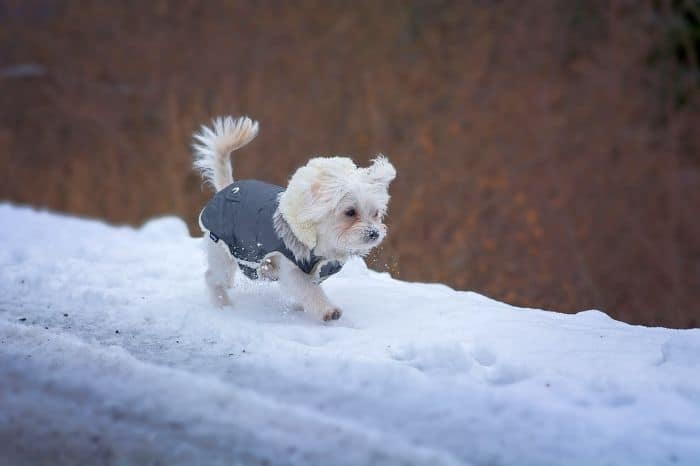 Таяние льда безопасно для собак