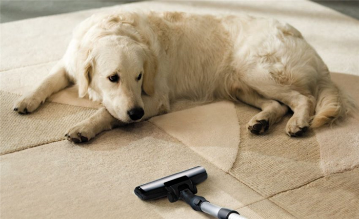 безопасные для животных чистящие средства для ковров хорошо пахнут